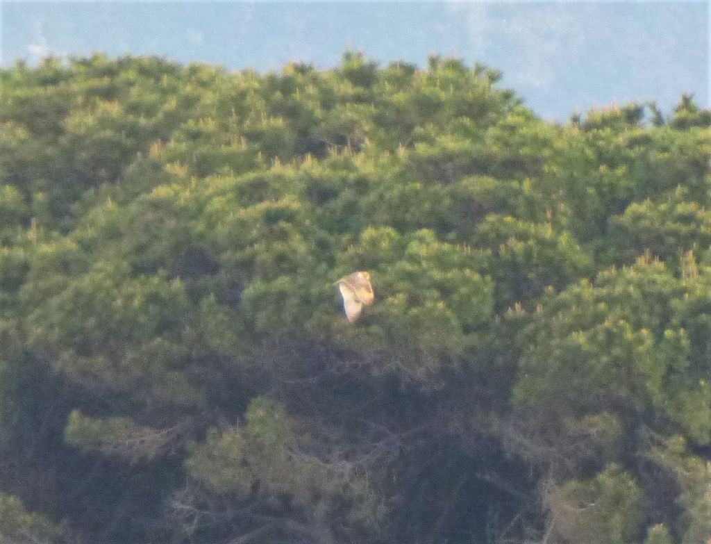 Gufo di palude (Asio flammeus)